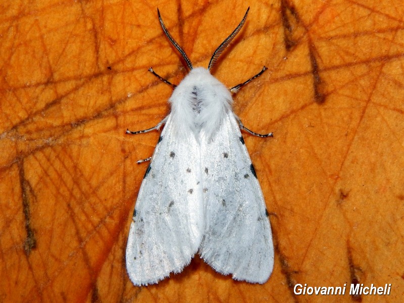 Spilosoma urticae